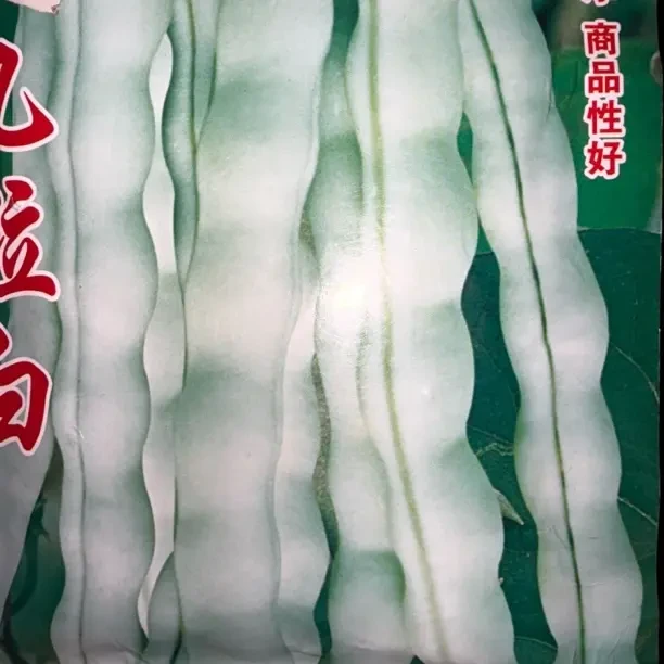 四季九粒白芸子种子无筋白棒豆早熟白不老豆角肉豆
