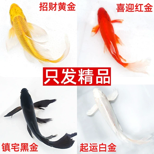 金鱼锦鲤活体观赏鱼草金鱼冷水鱼黑金锦鲤黄金锦鲤白金锦鲤小型鱼