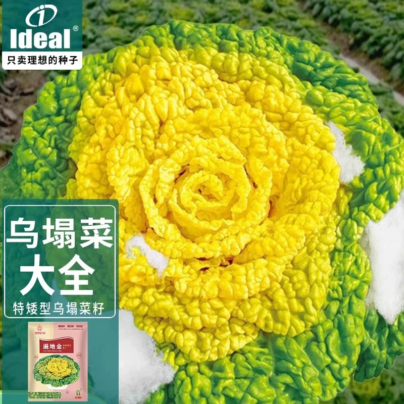 黄心乌塌菜种籽雪里金花青菜卷心菜种孑秋冬耐寒白菜黑菜蔬菜种子