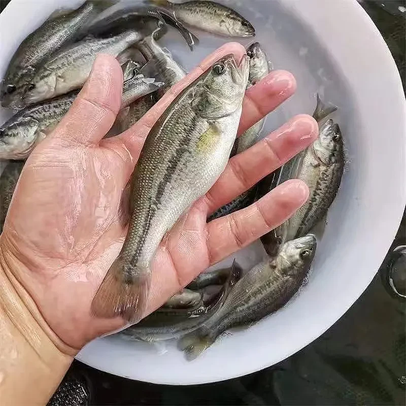 活体鱼四川鲈鱼观赏水族淡水饲养