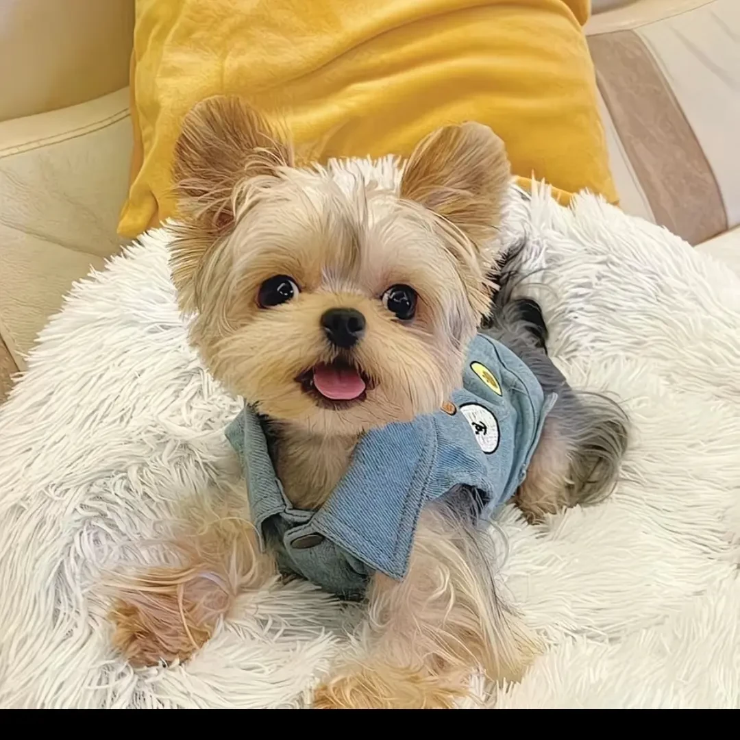 比熊博美雪纳瑞韩版比熊