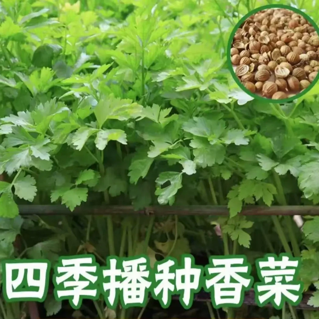 【香菜种子】正品速生香菜种子四季大叶耐热耐抽苔盆栽农家蔬菜种籽