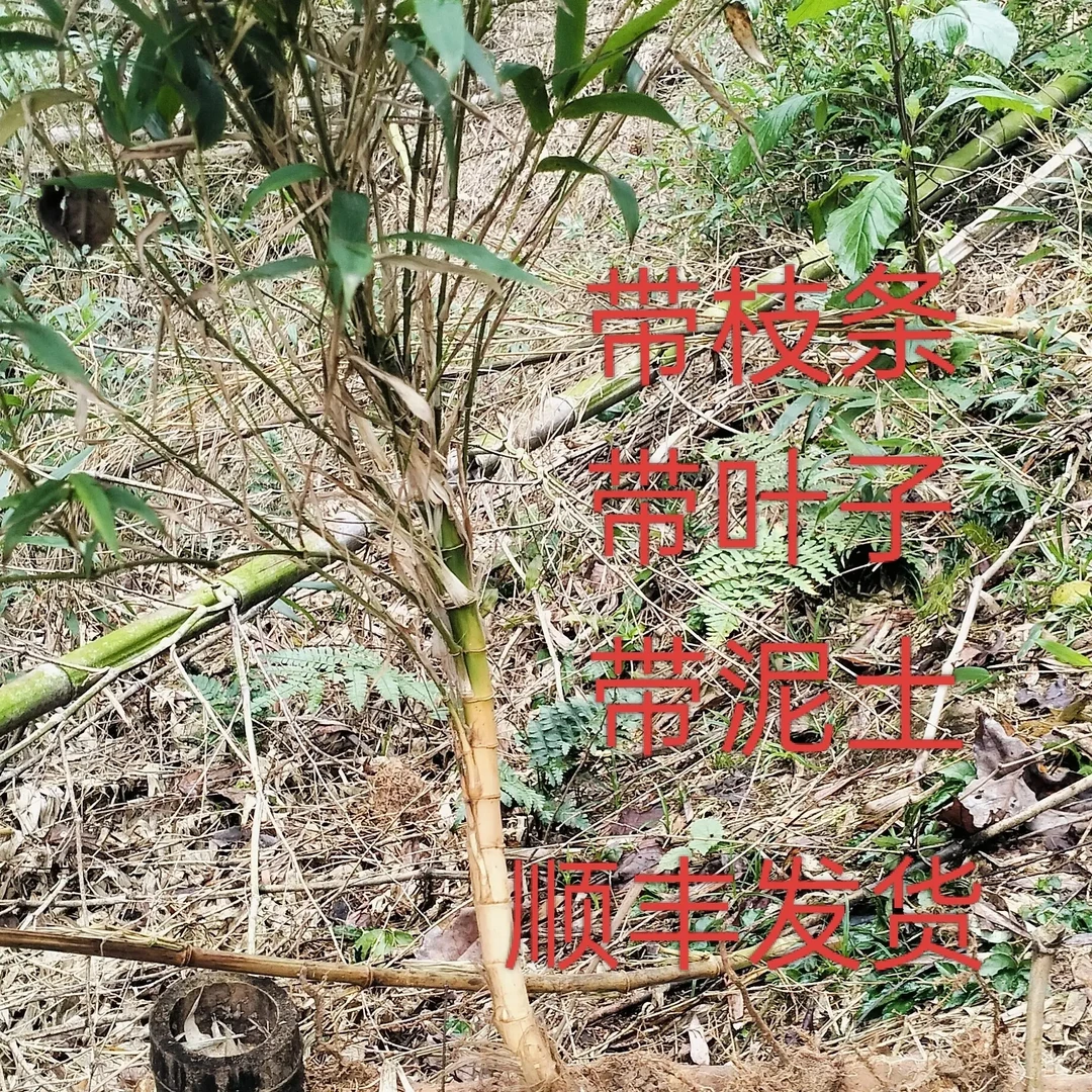 老桩裸根裹泥浆保湿修剪发货一物一拍