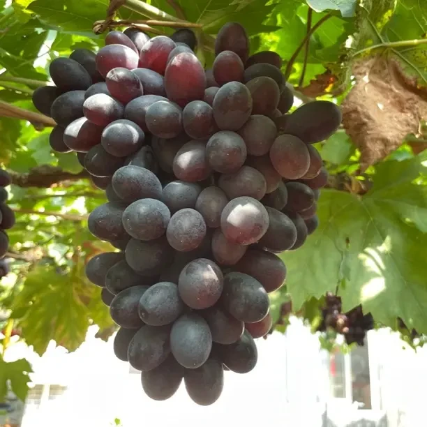 紫甜无核 易成活好管理 适合庭院花盆阳台花园南北方种植，