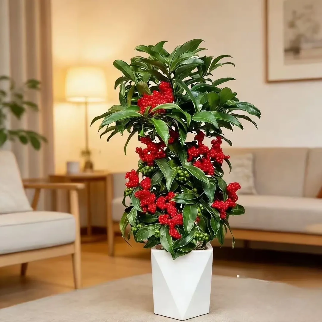 【带果发货】富贵籽盆栽室内耐阴净化空气网红观果植物