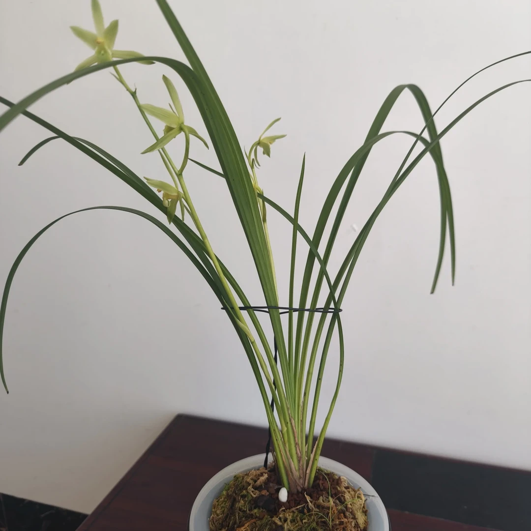 秋芝素花秋季开花