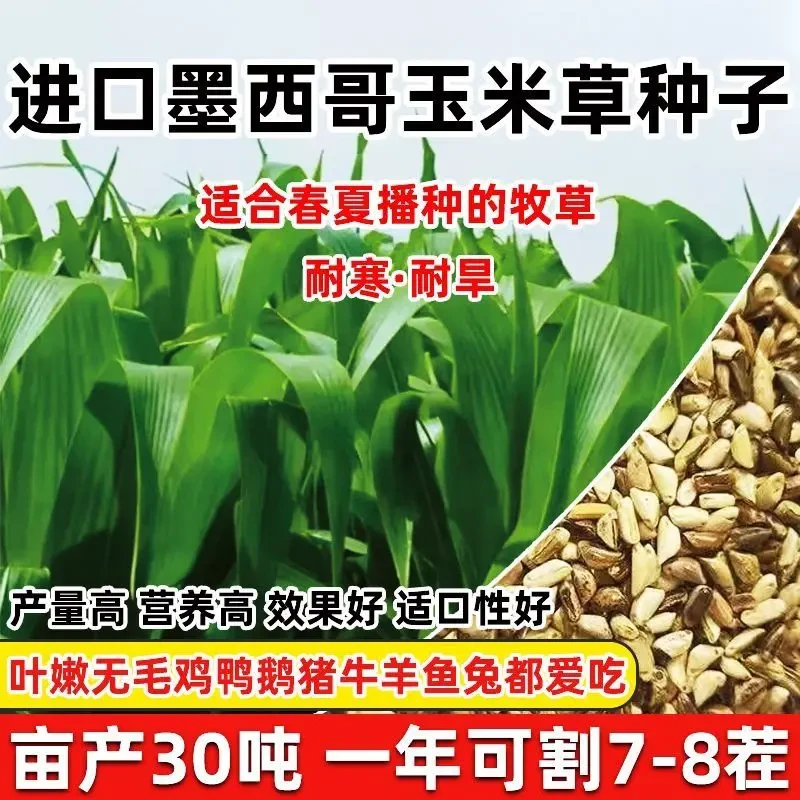 墨西哥玉米草种进口牧草种子高产四季养殖再生猪牛羊鱼草种子批发