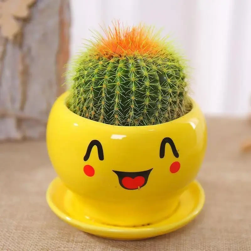 开学季金冠仙人球盆栽桌面室内仙人掌盆栽办公好养多肉植物防辐射