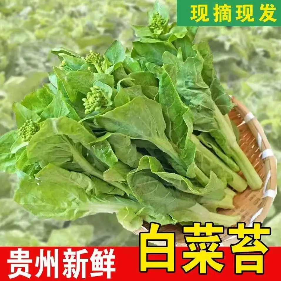 农家自种白菜苔现摘新鲜蔬菜脆嫩多汁顺风包邮