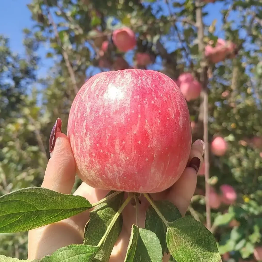 【老板娘专属】陕西红富士苹果新鲜脆甜多汁口感好