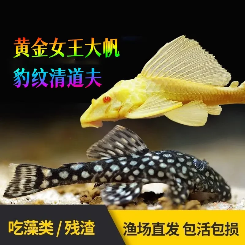 异形鱼清道夫女王大帆工具鱼帝王迷宫血钻南美鱼热带鱼观赏鱼直播