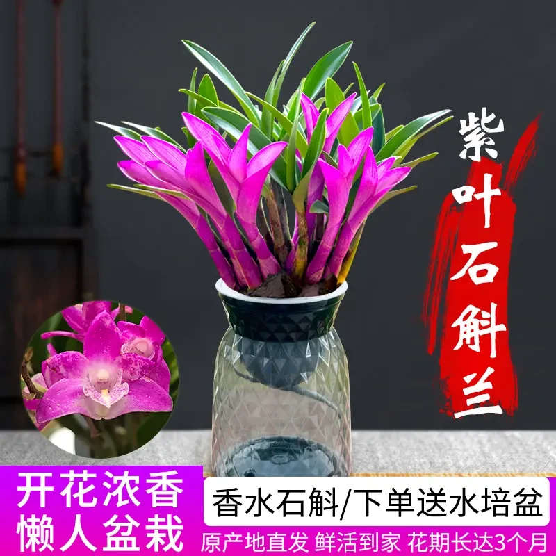 七彩紫叶石斛兰花苗冬带花苞香水石斛室内外好养花卉绿植盆栽浓香