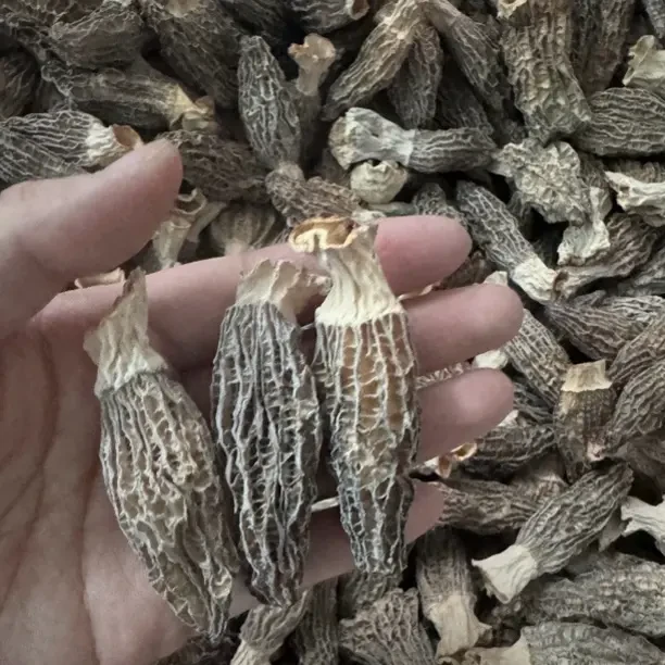 云南高山羊肚菌干货头茬肉厚均匀香味足滋补炖汤佳品
