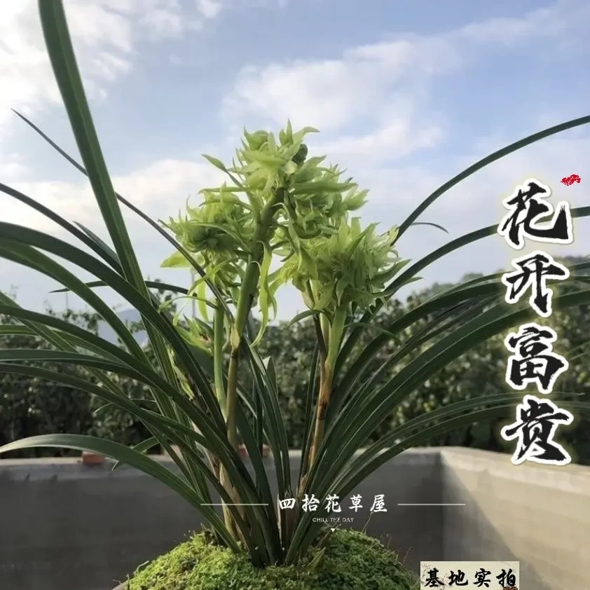春兰花开富贵带花苞浓香型室内阳台兰花绿植盆栽易养活当年开花