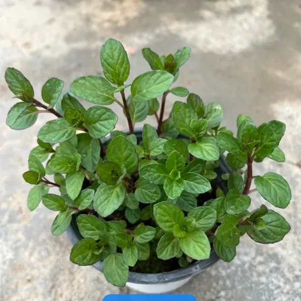古龙水薄荷 园艺玻璃翠花盆栽室内阳台净化空气绿植花卉