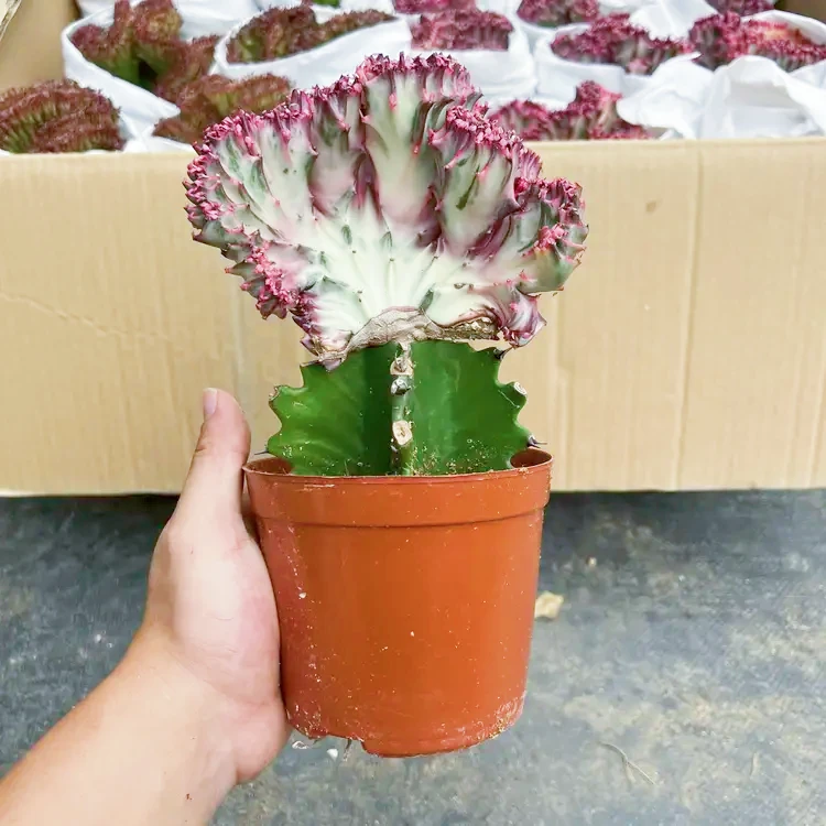 春风五彩麒麟盆栽仙人掌多肉植物室内绿植净化空气防辐射带根好养