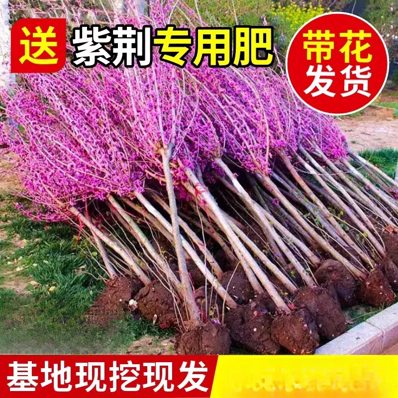 紫荆花树苗四季室外庭院开花紫荆树苗耐寒绿化工程苗南北方种植