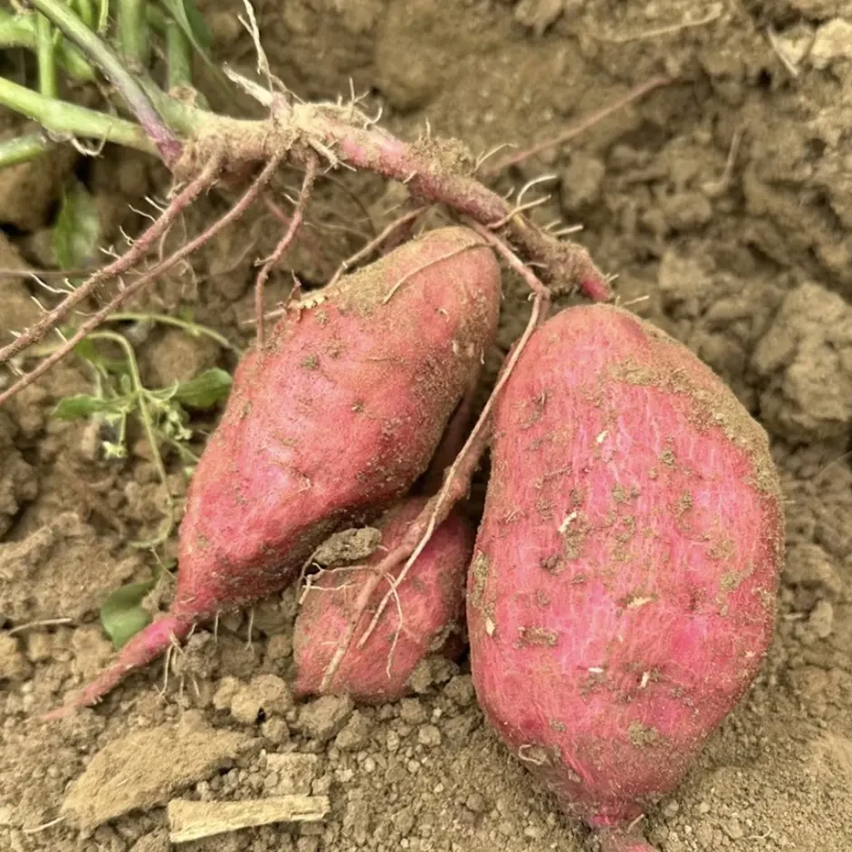 贵州高山新鲜现挖花生白心红薯软糯香甜