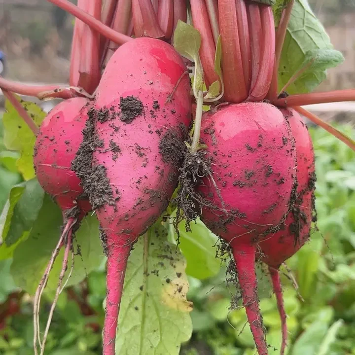 贵州高山农家胭脂萝卜〈迷你果〉