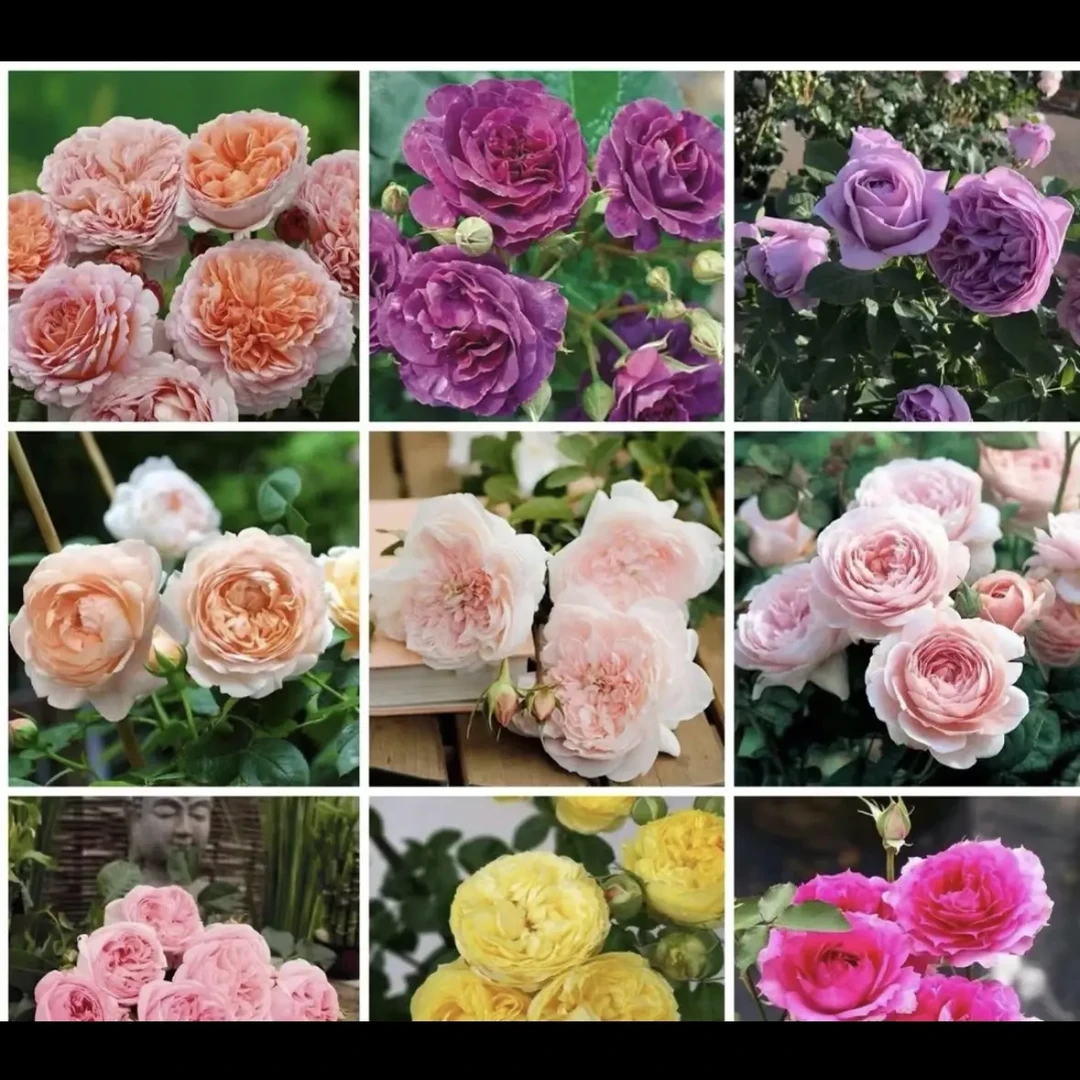 月季一物一拍露天老桩