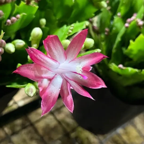 带花苞多色蟹爪兰花苗盆栽四季开花好养耐活室内花卉