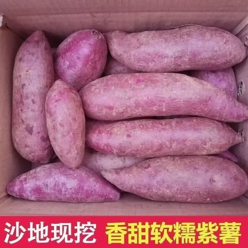 【抢购中】新鲜紫罗兰紫薯现挖沙地紫心蜜薯红薯地瓜烟薯