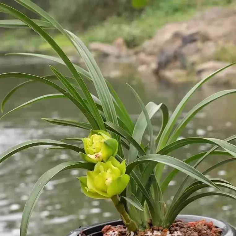 春兰:绿云牡丹奇花开花如宝莲灯浓香矮种茶桌兰花
