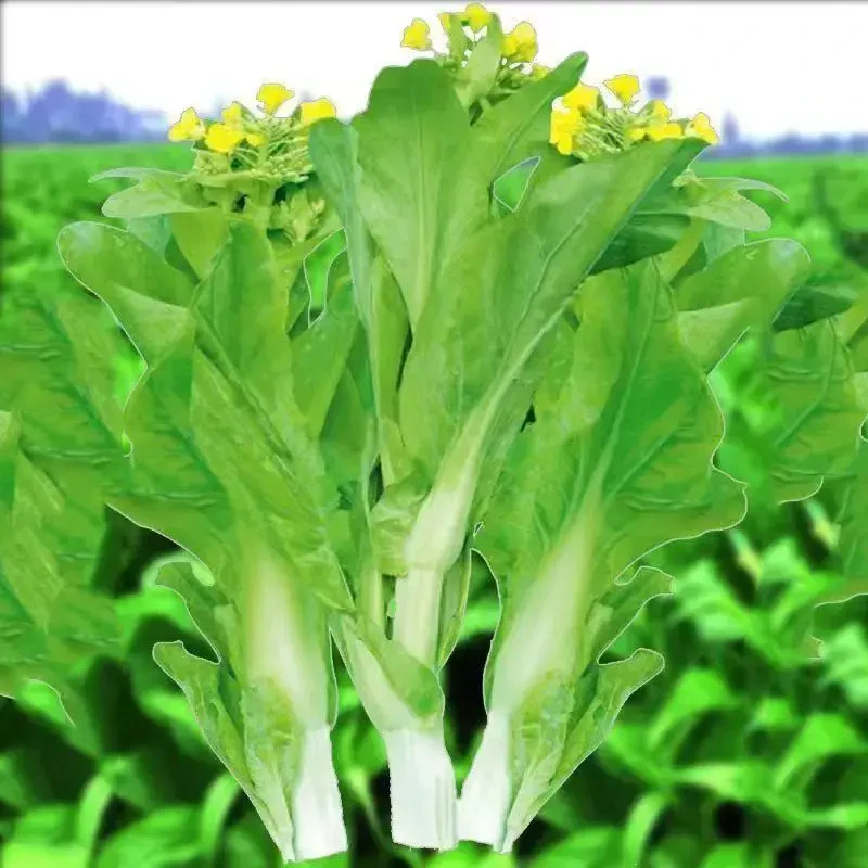 四季早熟白菜苔种子耐寒耐热菜苔籽多次采收菜心种子