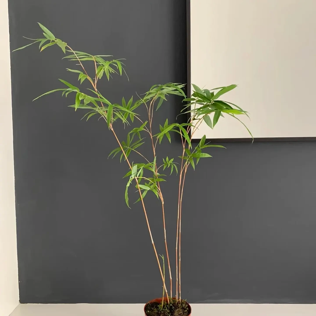 【一物一拍】红观音竹 内门竹 紫寒竹 红寒竹室内绿植盆栽好养易活