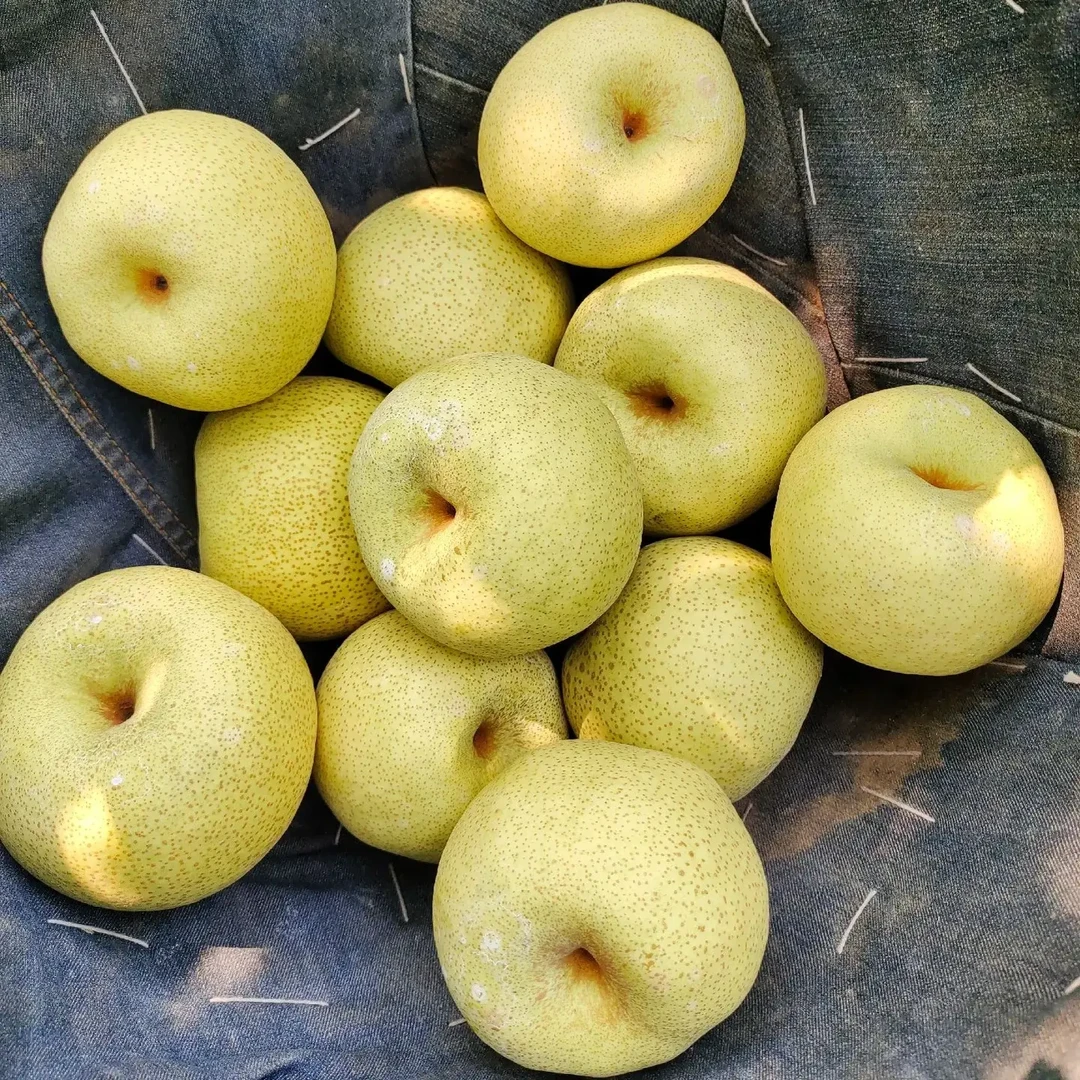 砀山酥梨现摘新鲜水果脆甜多汁皮薄当季梨子