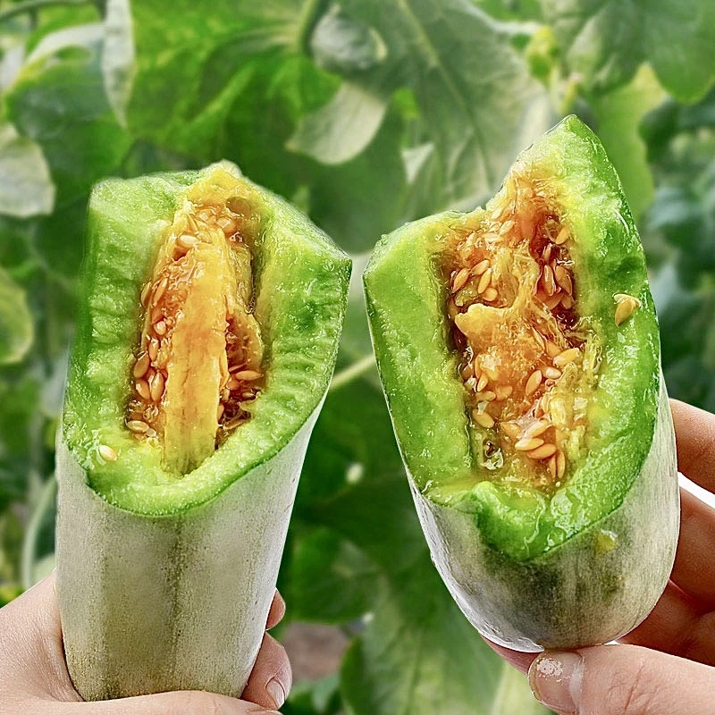 纷乐果园山东头茬羊角蜜甜瓜脆甜多汁糖度高产地直发