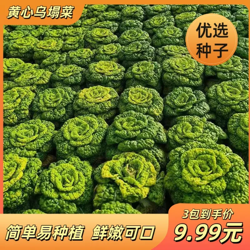 【黄心乌塌菜种子】正品耐寒黄心乌雪地金花耐寒秋冬季农家蔬菜种籽