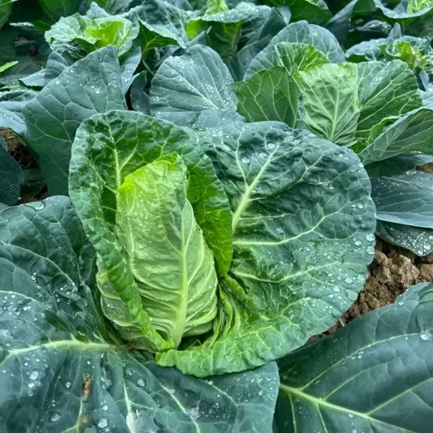 贵州农家露天种植新鲜牛心包菜甘蓝包菜莲花白菜现摘现发