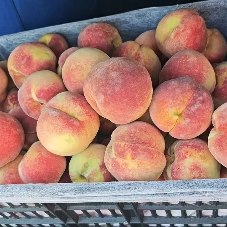 云南高山冬桃雪蜜桃新鲜现摘脆甜离核当季应季水果桃子