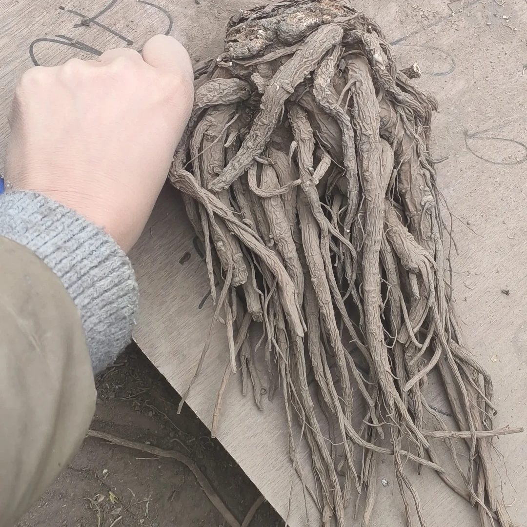 当归大条自然晒干可煲汤煮水泡水炖肉滋补