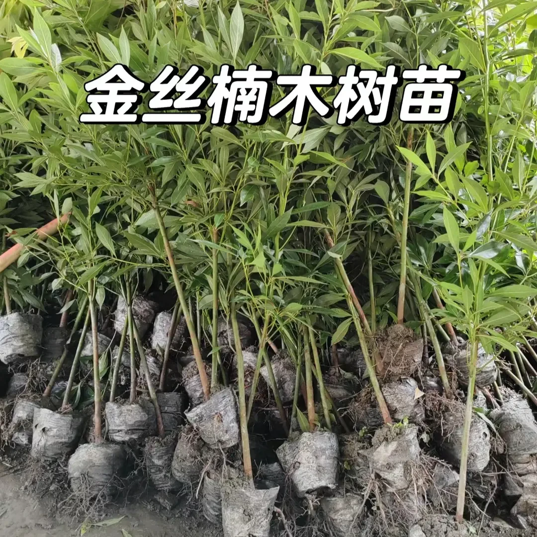 原土带杯金丝楠木树苗正宗小叶桢楠大树名贵北方树苗庭院四季常青