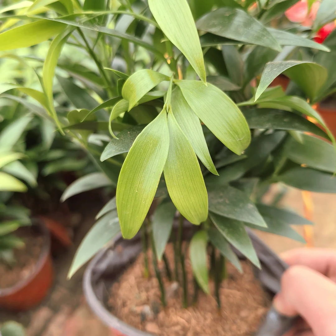 竹柏水培盆栽室内驱蚊四季常青好养绿植