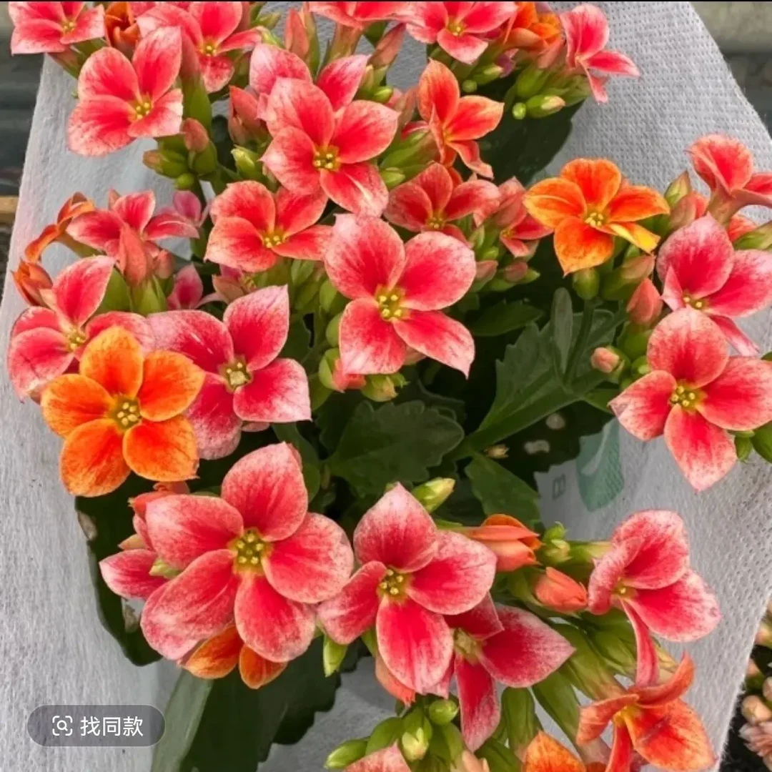 长寿花（丹霞）130大盆  打顶苗 稀有品种