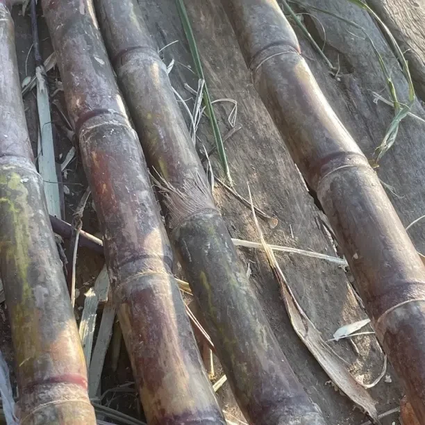 广西新鲜黑皮水果甘蔗现砍现发脆甜多汁当季应季特产