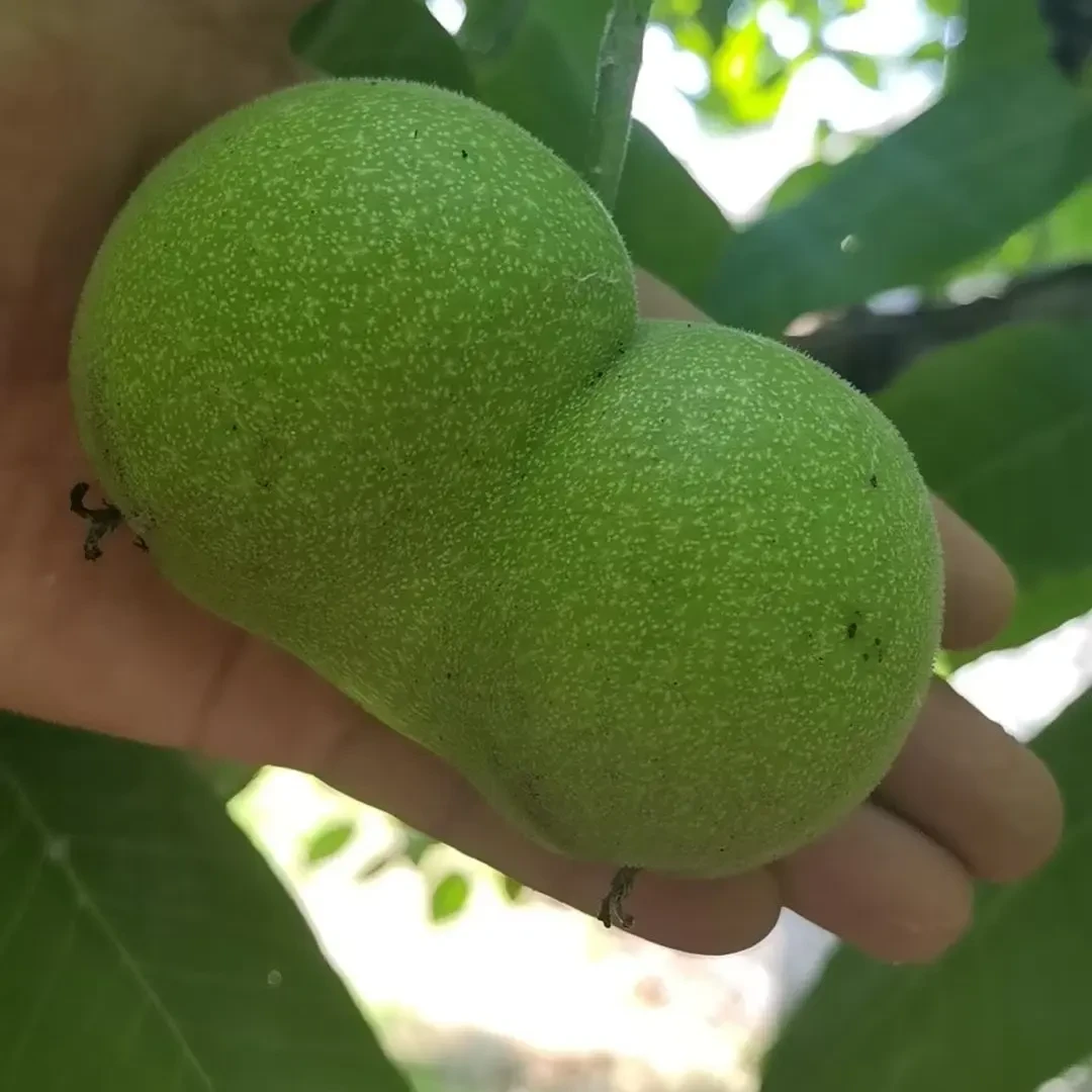 大馒头青果文玩