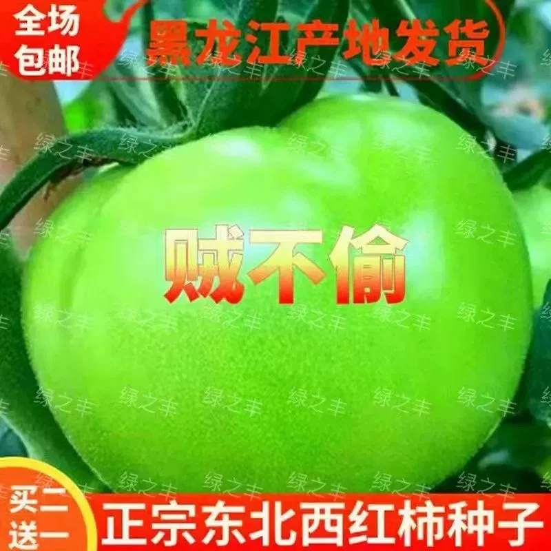 贼不偷番茄种子东北绿番茄种籽正宗绿柿子籽青西红柿种籽优质高产