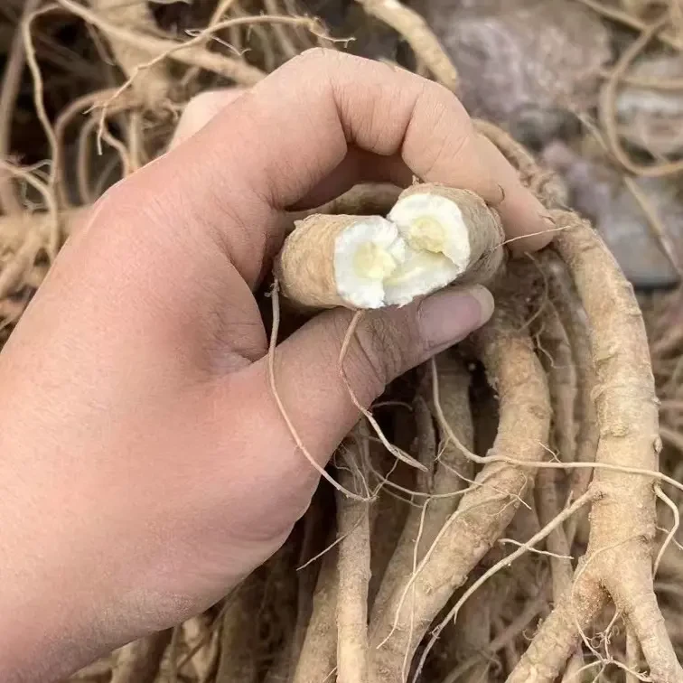 汉源正宗新鲜当归