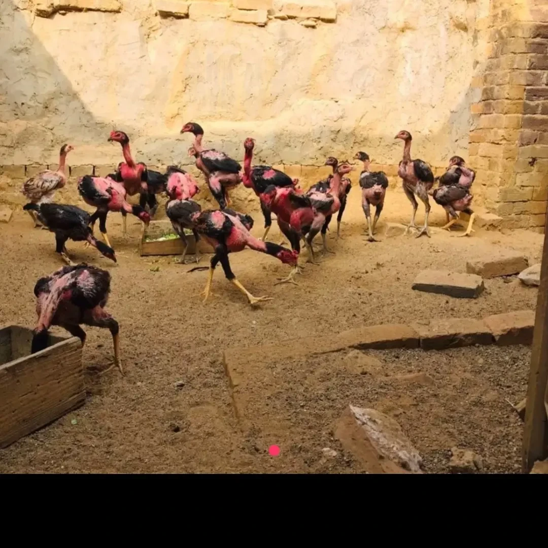 正宗农家散养越南斗鸡蛋，斗鸡蛋，新鲜健康适合孕妇月子