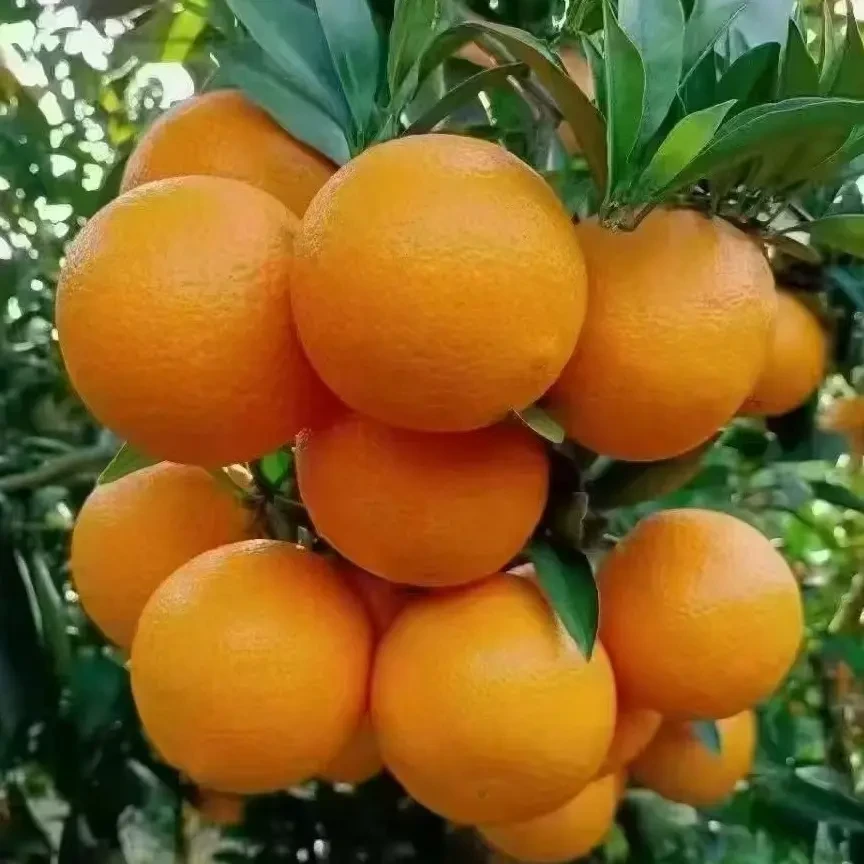 宜昌秭归果冻橙新鲜水果果园直发，现摘即发，自然成熟