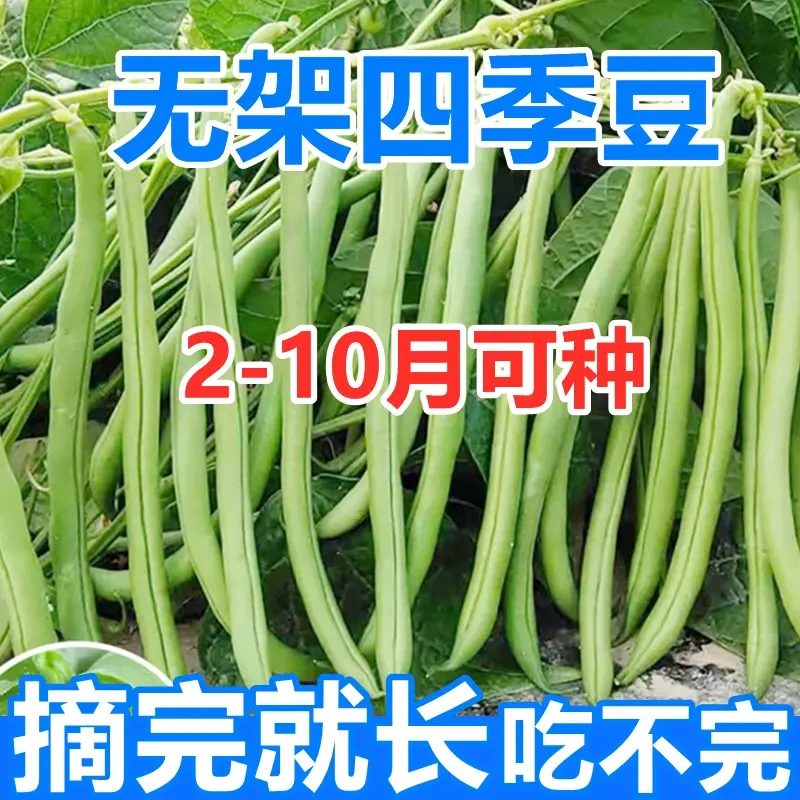 【摘完就长】无架四季豆种子无筋豆种籽不用搭架春秋耐热耐寒菜籽