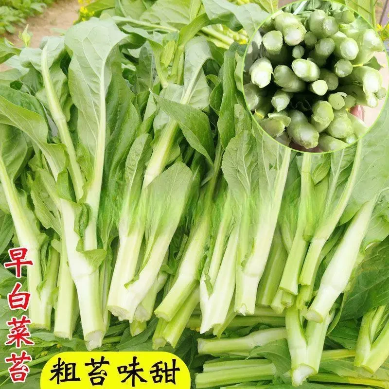 早熟白菜苔种白菜心种子香甜早白菜苔菜种阳台庭院蔬菜四季种植lz