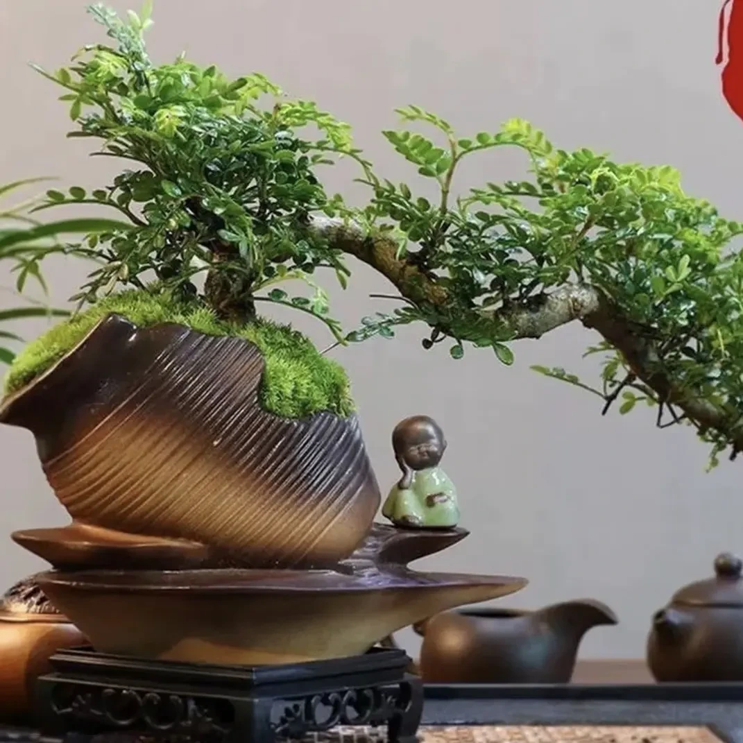 【悬崖桩】清香木盆景室内好养四季常青驱蚊观叶绿植摆件