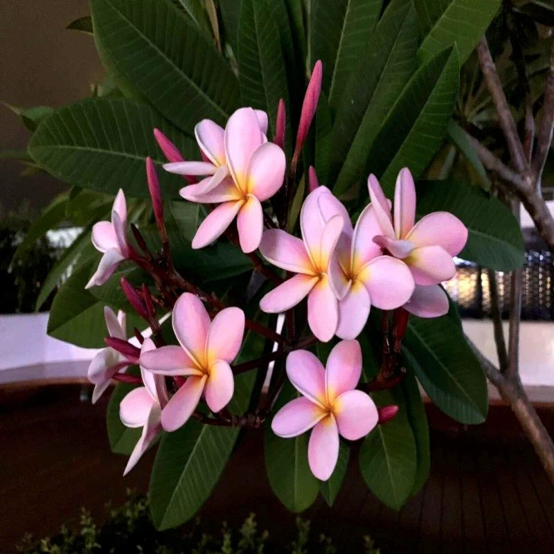 鸡蛋花树苗盆栽 当年开花庭院地栽阳台盆栽植物 多花浓香花卉好养