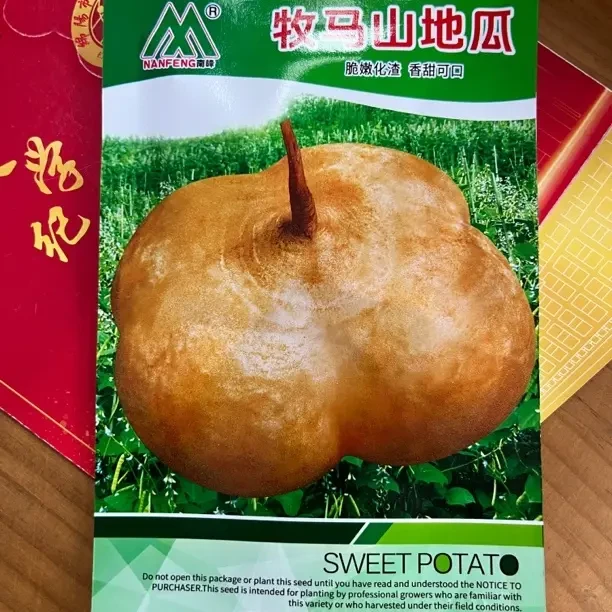 牧马山地瓜凉薯种子早熟高产品种水果蔬菜种