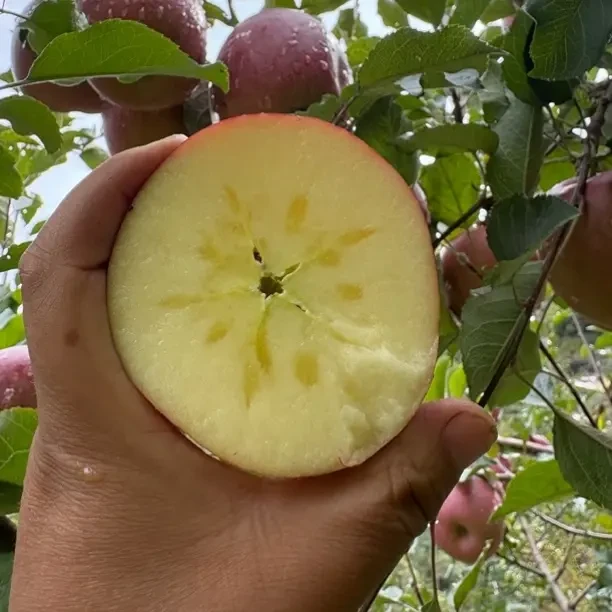 理县高原冰糖心苹果新鲜现摘脆甜多汁 净重10斤 18到24个装